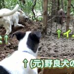 野良犬の仔犬に箱罠にかかったイノシシをあててみた結果…