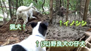 野良犬の仔犬に箱罠にかかったイノシシをあててみた結果…