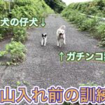 野良犬をイノシシに通用する猟犬として訓練してみる
