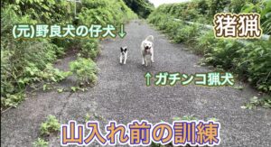 野良犬をイノシシに通用する猟犬として訓練してみる