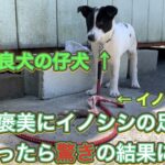 野良犬の仔犬にイノシシの足をやったら驚きの結果に…