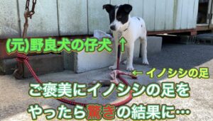 野良犬の仔犬にイノシシの足をやったら驚きの結果に…