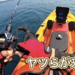 カヤックフィッシング第2戦目にして、ヤツらの襲来を受ける！