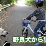 野良犬を猟犬として活躍できるように訓練する