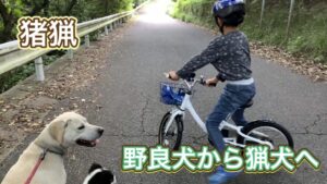 野良犬を猟犬として活躍できるように訓練する
