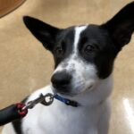 タイガーを動物病院に連れて行ったら鉄腕アトムになった件w