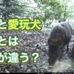 猟犬の散歩について