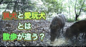 猟犬の散歩について