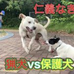 猟師と猟犬の休日