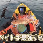TGベイトでホウボウを釣ったら本当に『ホウボウ』言ってた!