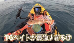 TGベイトでホウボウを釣ったら本当に『ホウボウ』言ってた!