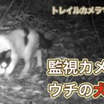 なぜ、ウチの猟犬がトレイルカメラに映った???