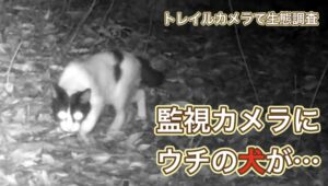 なぜ、ウチの猟犬がトレイルカメラに映った???