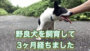 野良犬出身で猟犬見習いのタイガーくんは頑張ってます！