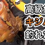 初心者の僕でもTGベイトで簡単に釣れた高級魚キジハタ