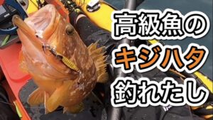 初心者の僕でもTGベイトで簡単に釣れた高級魚キジハタ