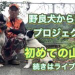 野良犬出身タイガーくんの初めての山入れ訓練