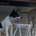和犬を一代一主と感じたことは一度もない