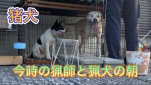猟犬のお世話から始まる猟師の朝