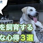 猟犬を飼育する大切な心構え3選