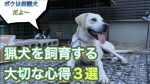 猟犬を飼育する大切な心構え３選