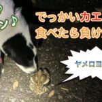 元保護犬で野良犬の猟犬見習いタイガーは果たしてカエルを食べるのか?