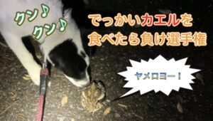 元保護犬で野良犬の猟犬見習いタイガーは果たしてカエルを食べるのか?