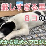 動物愛護団体、個人から里親になる条件が厳し過ぎて、誰も引き取り手がいない現実
