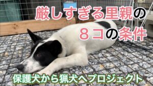 動物愛護団体、個人から里親になる条件が厳し過ぎて、誰も引き取り手がいない現実