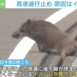 イノシシの後ろ足が側溝に…高速道路で最大4キロの渋滞発生 宮城県