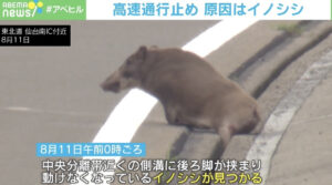 イノシシの後ろ足が側溝に…高速道路で最大4キロの渋滞発生 宮城県