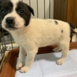 猟犬の仔犬を迎える前までにしておかないといけない大切な3つのこと