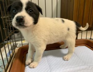 猟犬の仔犬を迎える前までにしておかないといけない大切な3つのこと