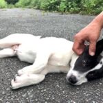 100万円のペットを飼育放棄―問われる飼う人のモラル、免許制を導入すべきか