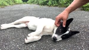 100万円のペットを飼育放棄―問われる飼う人のモラル、免許制を導入すべきか