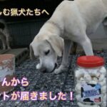 猟犬カシンへ視聴者さんからまさかの贈り物。猟犬見習いタイガーはおこぼれで初めてのオヤツをもらう！