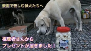 猟犬カシンへ視聴者さんからまさかの贈り物。猟犬見習いタイガーはおこぼれで初めてのオヤツをもらう！