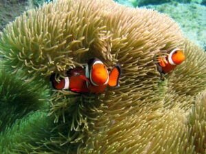 目から鱗の簡単にダイビングが上達する７つのコツ！