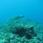 「ダイビング中に溺れた人がいて意識不明」 ツアー参加の女性死亡