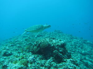 「ダイビング中に溺れた人がいて意識不明」 ツアー参加の女性死亡