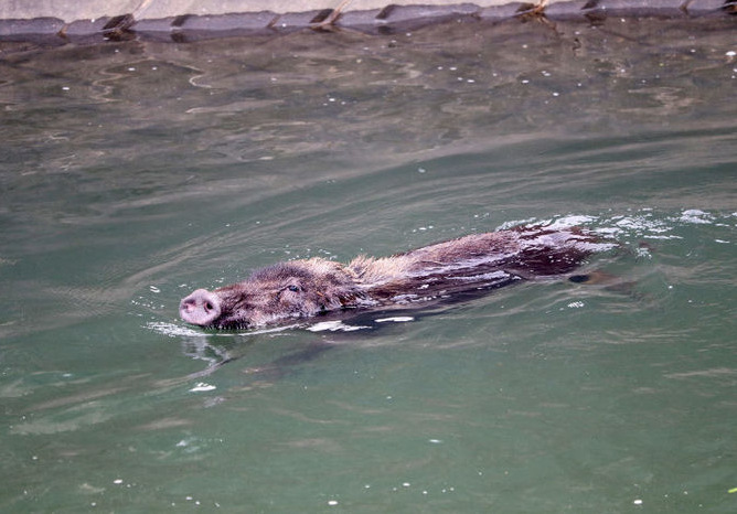 「イノシシが泳いでいる」2頭捕獲　福岡市で前日から目撃相次ぐ
