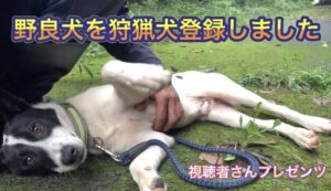 野良犬でもイノシシに通用する猟犬に育てる