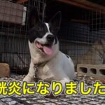 １回の散歩で何回もオシッコをしようとするけど、オシッコが出ないので動物病院に連れて行った結果、膀胱炎でした…。