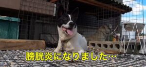 １回の散歩で何回もオシッコをしようとするけど、オシッコが出ないので動物病院に連れて行った結果、膀胱炎でした…。
