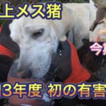 令和3年度の初めての有害鳥獣駆除活動で極上メスイノシシを捕獲!
