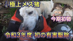 令和３年度の初めての有害鳥獣駆除活動で極上メスイノシシを捕獲！