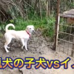 狩猟期間中も補助金対象に イノシシの捕獲、農家の負担軽減