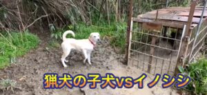 狩猟期間中も補助金対象に　イノシシの捕獲、農家の負担軽減