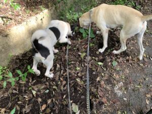 令和３年度、最新のイノシシの状況をお知らせします