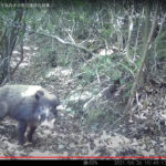 わなに掛かったイノシシ捕獲中に男性襲われる 自力で病院にたどり着いた後に意識不明